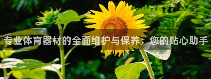 星娱乐online刘亦菲